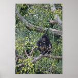 Black-handed Spider Monkey posters