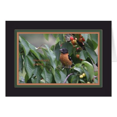 Black-headed grosbeak5905 greeting cards by birdbuddy2008