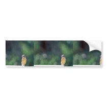 Black-headed grosbeak bumper sticker