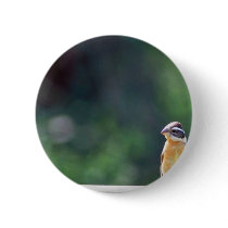 Black-headed grosbeak pin