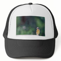Black-headed grosbeak hats