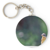 Black-headed grosbeak keychains