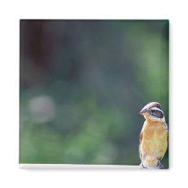 Black-headed grosbeak fridge magnet