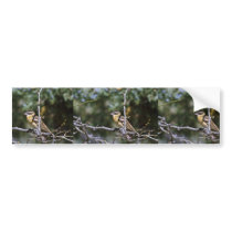 Black-headed grosbeak perched on tree limb bumper sticker