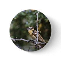 Black-headed grosbeak perched on tree limb buttons
