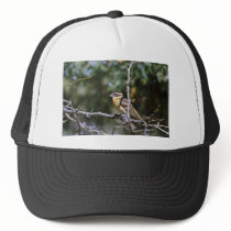 Black-headed grosbeak perched on tree limb hat