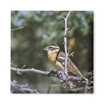 Black-headed grosbeak perched on tree limb refrigerator magnets