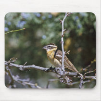 Black-headed grosbeak perched on tree limb mouse pads
