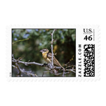 Black-headed grosbeak perched on tree limb stamp