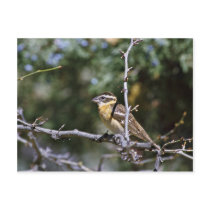 Black-headed grosbeak perched on tree limb post card