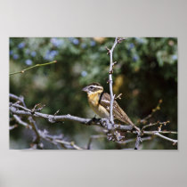 Black-headed grosbeak perched on tree limb poster