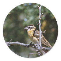 Black-headed grosbeak perched on tree limb stickers