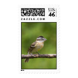 Black-headed Grosbeak Stamps
