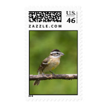 Black-headed Grosbeak Stamps