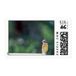 Black-headed grosbeak postage stamp