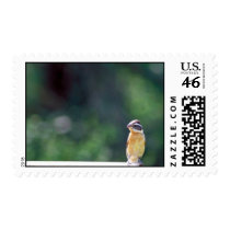 Black-headed grosbeak postage stamp