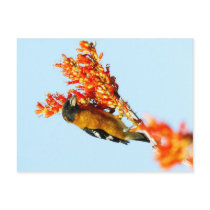 Black-headed Grosbeak Post Cards
