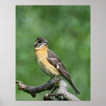 Black-headed Grosbeak Posters