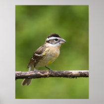 Black-headed Grosbeak Posters