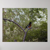Black Headed Grosbeak ~Print~