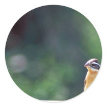 Black-headed grosbeak stickers