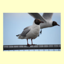 Black-Headed Gull At Rest Poster posters