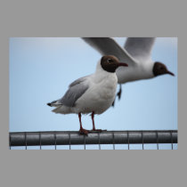 Black-Headed Gull At Rest Poster posters