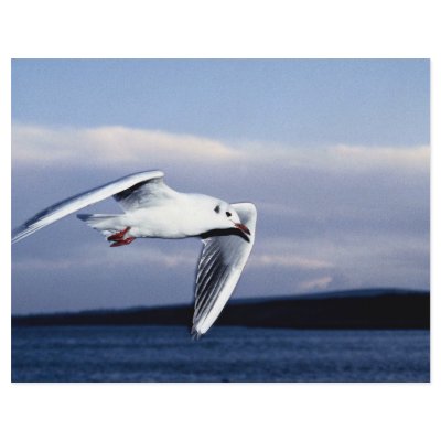 Black-headed gull in flight full color flyer by beautifulclicks