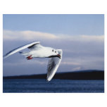 Black-headed gull in flight full color flyer