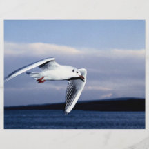 Black-headed gull in flight full color flyer