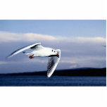Black-headed gull in flight photo sculptures
