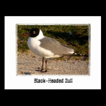 Black-Headed Gull postcards