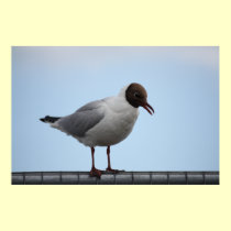Black-headed Gull Poster posters
