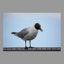 Black-headed Gull Poster posters