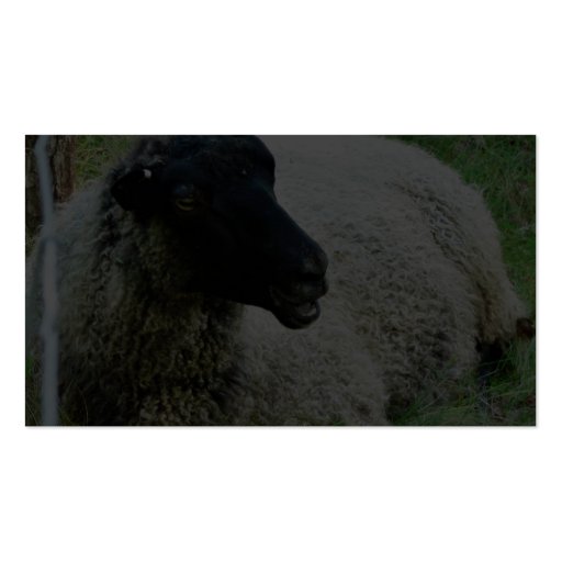 Black Headed Sheep On Grass Business Cards (back side)