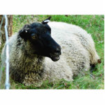Black Headed Sheep On Grass Photo Sculpture