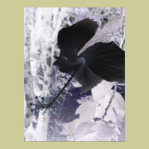 Black Hibiscus - Abstract Photography posters