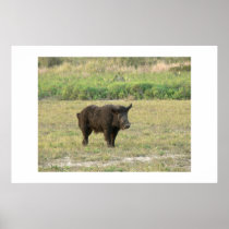 Black hog. posters