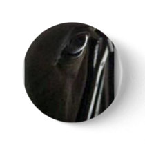 black horse pinback button