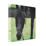 Black Horse Canvas Print
