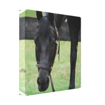 Black Horse Canvas Print