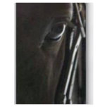 black horse custom flyer