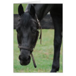 Black Horse Greeting Card