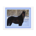 Black Horse in Snow Post Cards