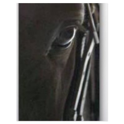 black horse customized letterhead by acorn1