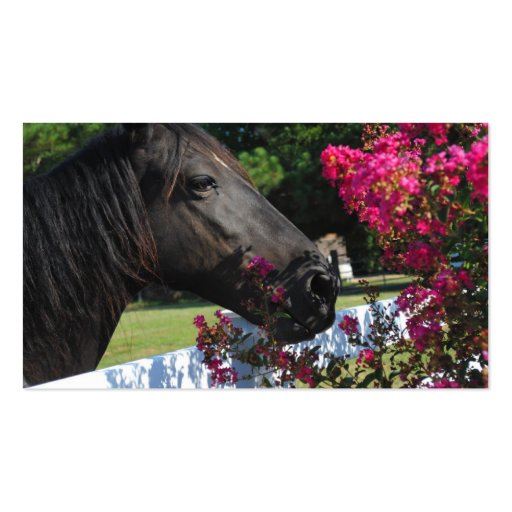 Black Horse Photograph Business Cards