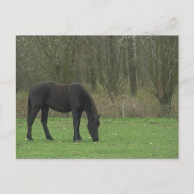 black horse grazing