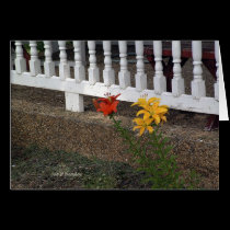 Black House Flowers cards