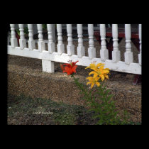 Black House Flowers posters