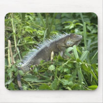 Black Iguana Mousepad
